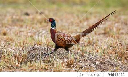 Common pheasant walking on field in agriculture land Common pheasant walking on field in agriculture land 94693411