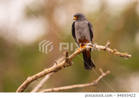 Red-footed falcon sitting on branch with green blurred background Red-footed falcon sitting on branch with green blurred background 94693422