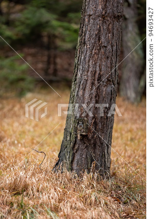 Camera trap locked in a protective box camouflaged by bark on a tree 94693427