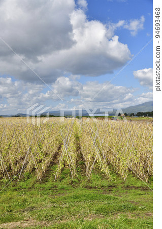 Shoot the scenery of a flowering bean field in Toyako Town, Hokkaido in autumn Shoot the scenery of a flowering bean field in Toyako Town, Hokkaido in autumn 94693468