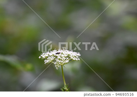 [Shinano Town, Nagano Prefecture] Eupatorium 94693516