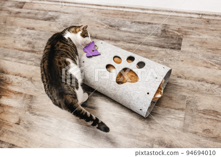 Two cats at home, one cat sleeping in cozy felt cat tunnel. Cat habits and love for small cozy spaces concept. Fall and winter season. Selective focus 94694010