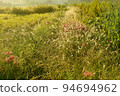 Harvest season: Rough paddy fields 94694962