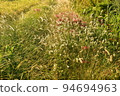 Harvest season: Rough paddy fields 94694963