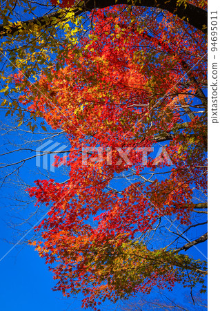 Autumn leaves in Yakushiike Park (Machida City, Tokyo) 94695011