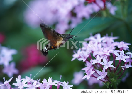 黑腹知更鳥吮吸彭塔斯的花蜜 黑腹知更鳥吮吸彭塔斯的花蜜 94695325