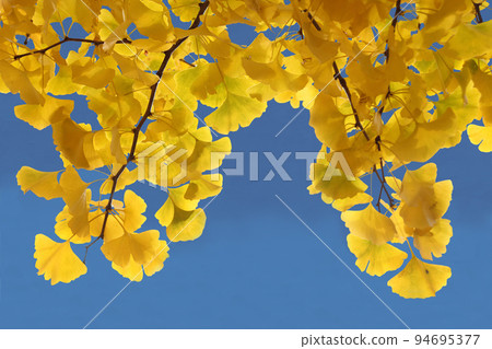 The yellow color of the ginkgo trees shines brightly against the blue autumn sky. As they sway in the autumn breeze, autumn deepens. The yellow color of the ginkgo trees shines brightly against the blue autumn sky. As they sway in the autumn breeze, autumn deepens. 94695377