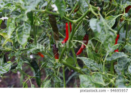 red colored chili on tree 94695957