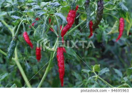 red colored chili on tree red colored chili on tree 94695963