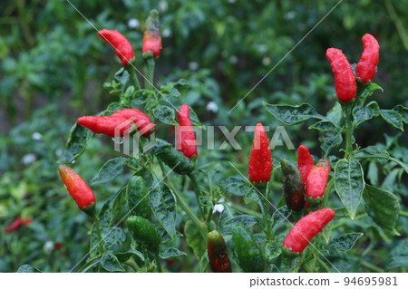 red colored chili on tree red colored chili on tree 94695981