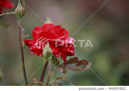 Arao City Ominous Citizen Flower Bed Rose Flower, Arao City Ominous Citizen Flower Bed Rose Flower, 94695982