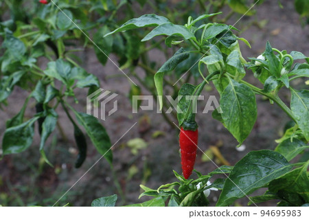 red colored chili on tree red colored chili on tree 94695983