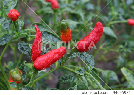 red colored chili on tree red colored chili on tree 94695985
