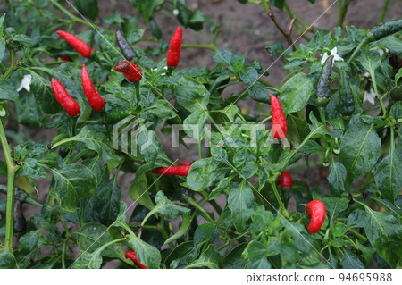 red colored chili on tree 94695988