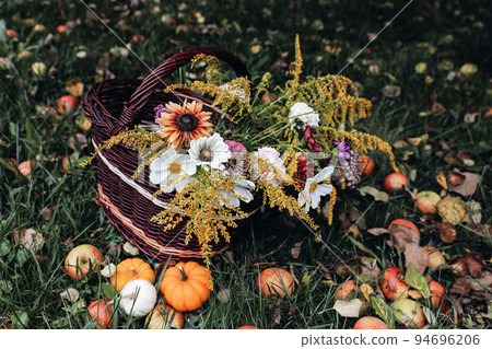 Autumnal floral garden still life. Wicker basket with colorful cosmos, zinnia flowers. Pumpkins, apples and fall leaves on grass. Moody Thanksgiving concept.Fall harvest in orchard, farm. Autumnal floral garden still life. Wicker basket with colorful cosmos, zinnia flowers. Pumpkins, apples and fall leaves on grass. Moody Thanksgiving concept.Fall harvest in orchard, farm. 94696206