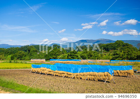 水稻收割時的農村風光曬乾 水稻收割時的農村風光曬乾 94696350