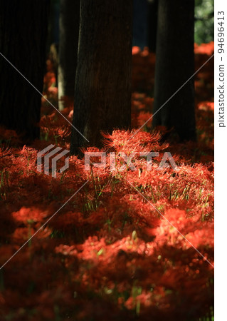 Kinchakuda Manjusha Park [Hidaka City, Saitama Prefecture] 94696413