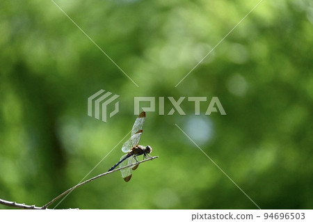 A dragonfly that stays in a twig 94696503