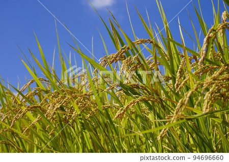 Autumn blue sky and rice ears 94696660