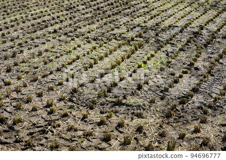 Autumn countryside after rice harvest 94696777