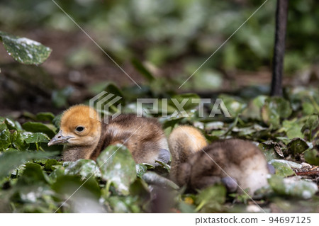 Beautiful yellow fluffy Demoiselle Crane baby gosling, Anthropoides virgo in a bright green meadow Beautiful yellow fluffy Demoiselle Crane baby gosling, Anthropoides virgo in a bright green meadow 94697125