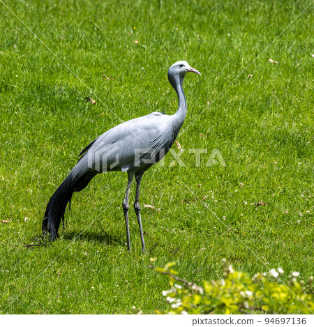 The Blue Crane, Grus paradisea, is an endangered bird 94697136