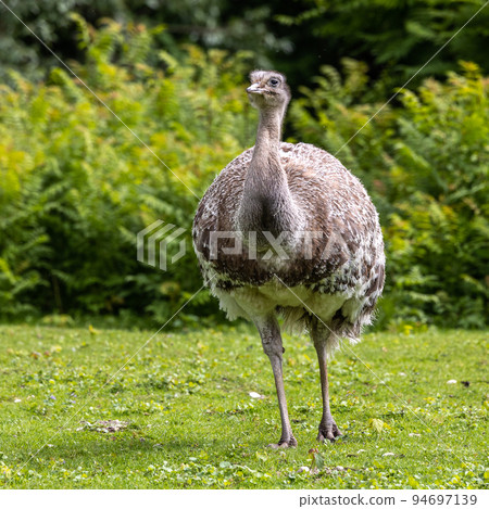 Darwin's rhea, Rhea pennata also known as the lesser rhea. 94697139