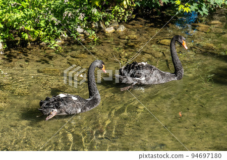 Black Swan, Cygnus atratus in a german nature park Black Swan, Cygnus atratus in a german nature park 94697180