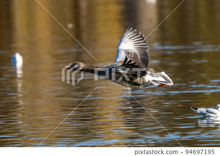 The greylag goose, Anser anser is a species of large goose 94697195
