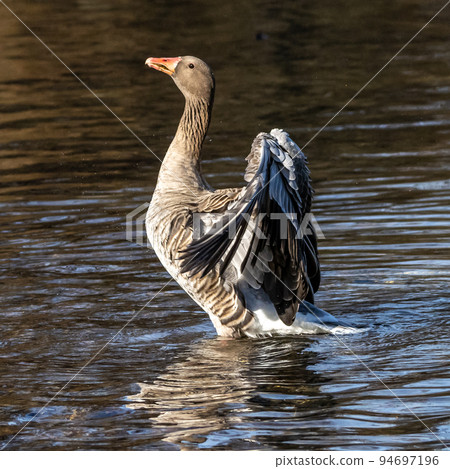 The greylag goose, Anser anser is a species of large goose 94697196