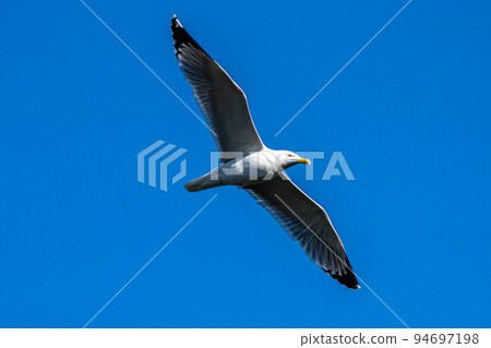 The European Herring Gull, Larus argentatus is a large gull 94697198