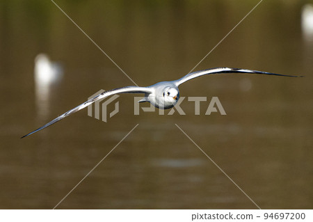 The European Herring Gull, Larus argentatus is a large gull 94697200