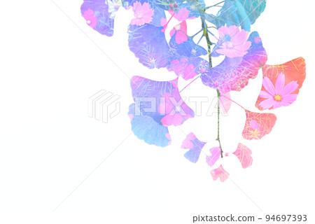Botanical image, ginkgo leaf, cosmos flower, background design Botanical image, ginkgo leaf, cosmos flower, background design 94697393