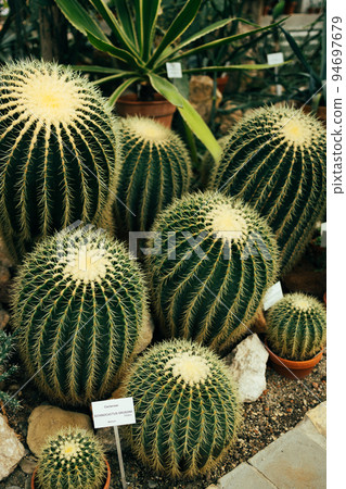 Cactus texture background. Variety of cactus trees garden in greenhouse. Small decorative cactus plants. Cactus indoor green background. 94697679