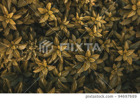 Green leaves foliage jungle tropical plant bush nature background. 94697689