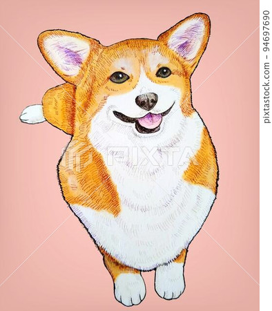 A smiling corgi lying down Background pink A smiling corgi lying down Background pink 94697690
