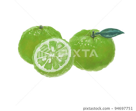 Green mandarin orange illustration drawn with watercolors Green mandarin orange illustration drawn with watercolors 94697751