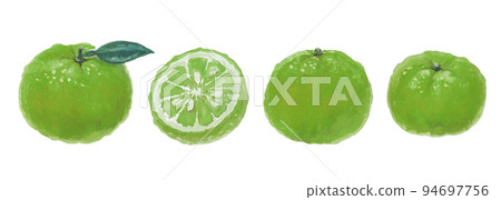 Green mandarin orange illustration drawn with watercolors Green mandarin orange illustration drawn with watercolors 94697756