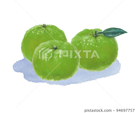 Green mandarin orange illustration drawn with watercolors Green mandarin orange illustration drawn with watercolors 94697757