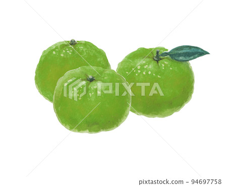 Green mandarin orange illustration drawn with watercolors Green mandarin orange illustration drawn with watercolors 94697758