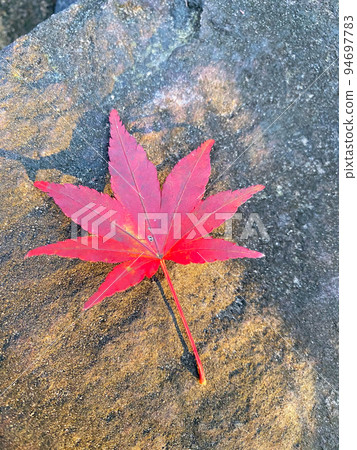 [群馬縣富岡市]妙木神社的紅葉 94697783