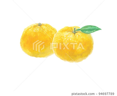 Yuzu illustration drawn with watercolors Yuzu illustration drawn with watercolors 94697789