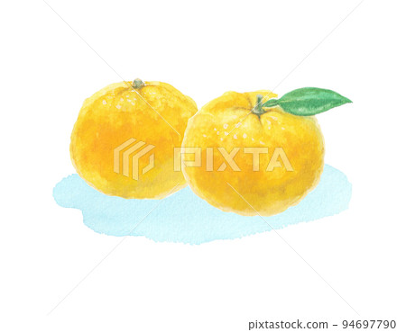 Yuzu illustration drawn with watercolors Yuzu illustration drawn with watercolors 94697790