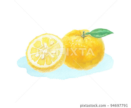 Yuzu illustration drawn with watercolors Yuzu illustration drawn with watercolors 94697791