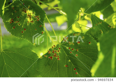 Lime nail gall caused by red nail gall mite Eriophyes tiliae on the leaves of common lime. Lime nail gall caused by red nail gall mite Eriophyes tiliae on the leaves of common lime. 94697834