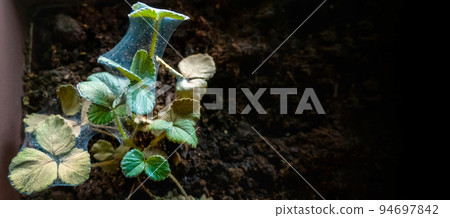Red spider mite on strawberry Red spider mite on strawberry 94697842