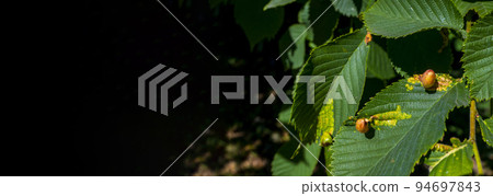 Chestnut gall wasp Chestnut gall wasp 94697843