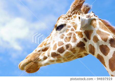Reticulated giraffe 94697919