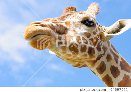 Reticulated giraffe 94697921