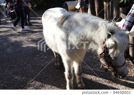 little white horse on a walk little white horse on a walk 94698002